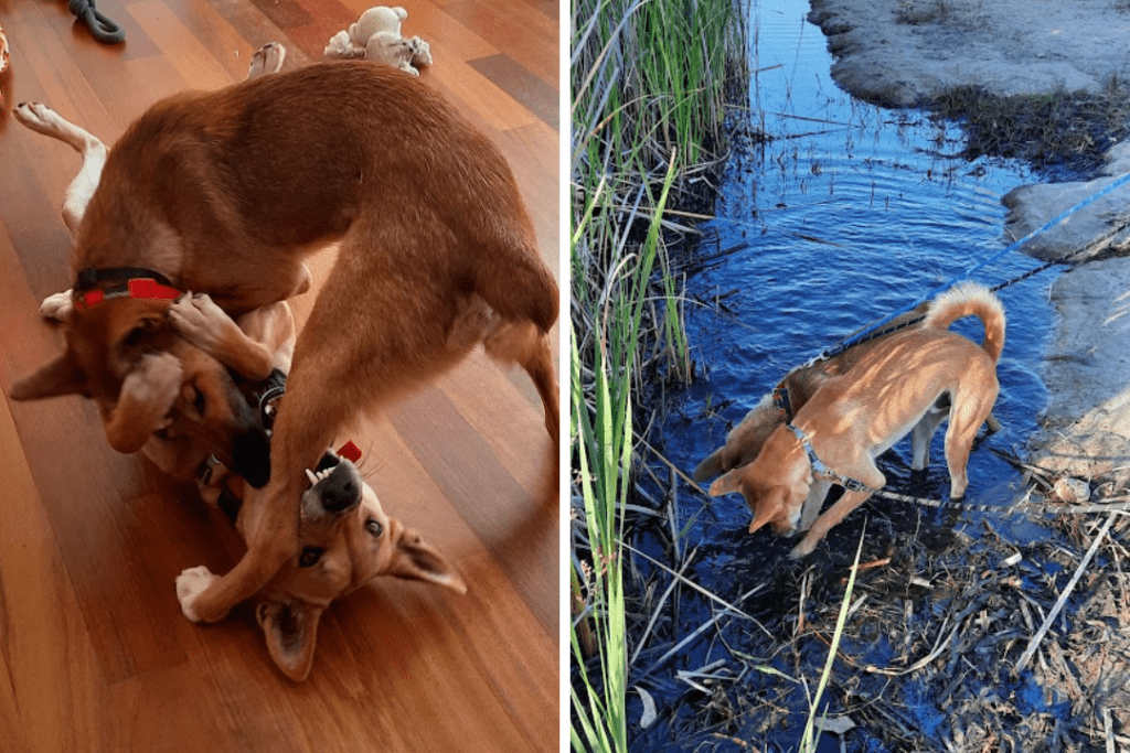 Two pictures of two dingoes. In the first picture, two dingoes are play wrestling inside a house using their paws and teeth. One dingo has its teeth around the other dingoes legs. In the second image, both dingoes are wearing collars and leashes and exploring a pond.