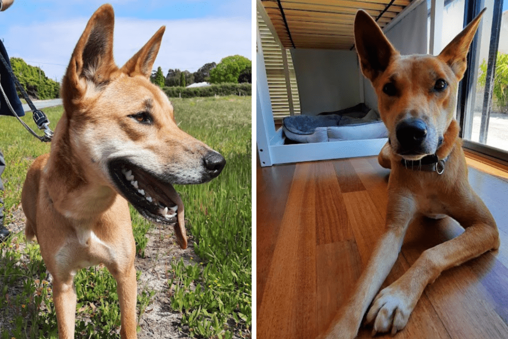 Two pictures of an Australian dingo. In the first image, Rusty the dingo is outside in a field of grass, standing with his tongue hanging out. In the second picture, Rusty is lying on his stomach in a house, looking at the camera.