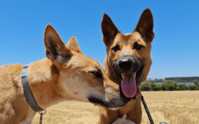 Adopting wild Australian dingoes is not as a crazy as it sounds