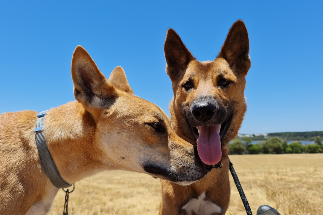 Two Australian dingoes wearing collars and leashes. One dingo is looking at the camera with its tongue out, the other dingo is nudging the other dingo with its nose. They are in a field with a blue sky behind them.