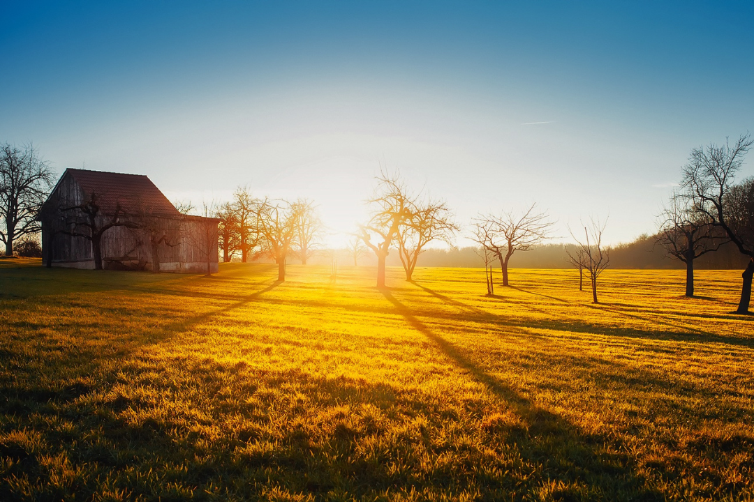 Wooden shed in a field with bare trees with the late afternoon sun.