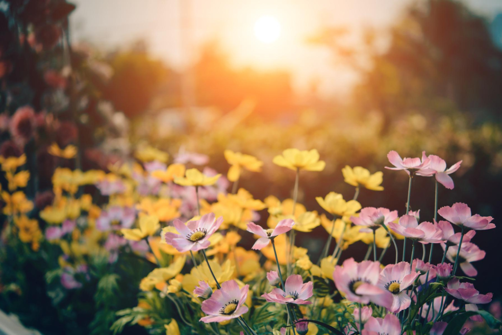 Yellow and pink flowers in a garden as the sun is low.