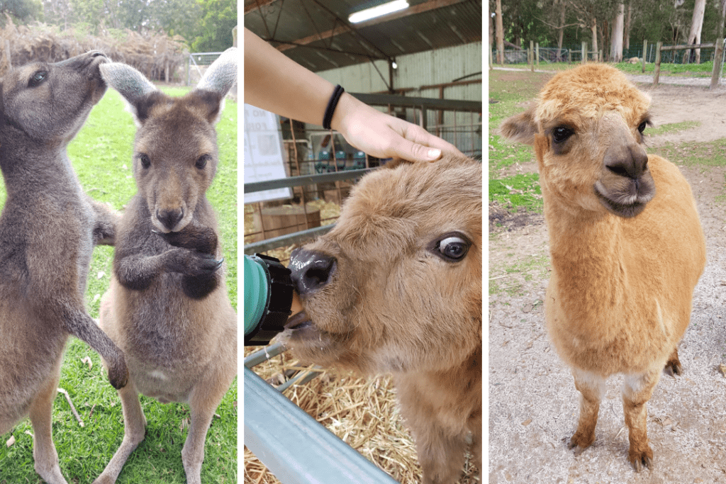 Kangaroos, calf drinking milk from a bottle and an alpaca