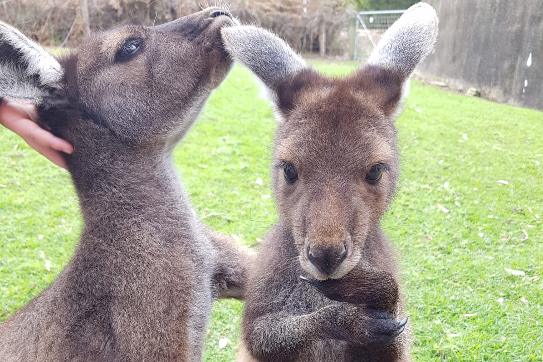 Two joey kangaroos, one with a paw in its mouth. Denmark Western Australia