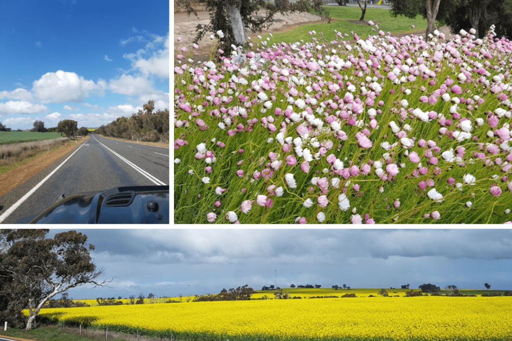 View from a car, pink and white everlasting flowers, canola fields of yellow flowers.