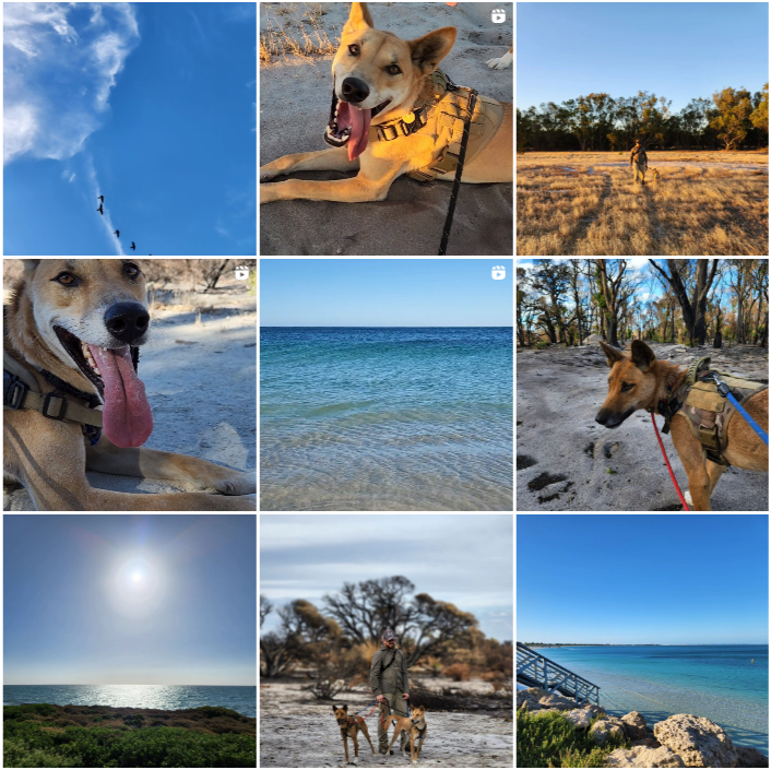 Dingoes