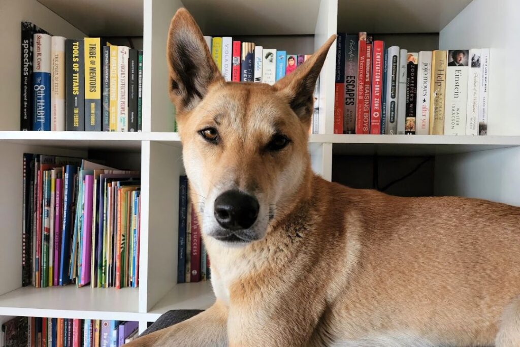 A dingo is looking at the camera and lying on furniture in front of a bookshelf.