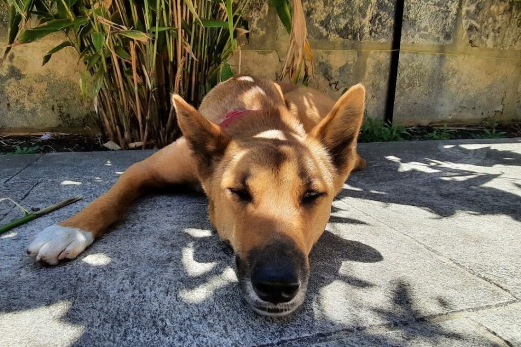 A young dingo is half asleep on limestone paving. Behind him is tiger grass and a limestone wall.