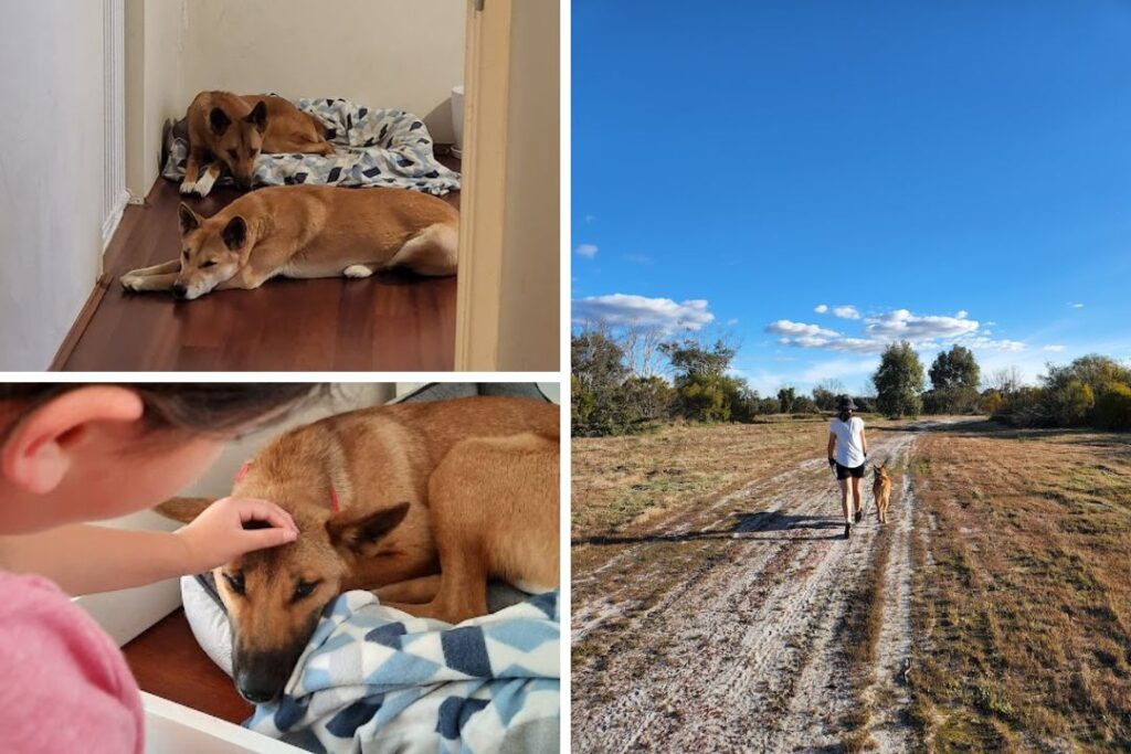 Three images. Two dingoes asleep inside a house, one is on a dog bed. A child patting a dingo on a dog bed. A teenager walking a dingo on a leash in a field of grass and trees.