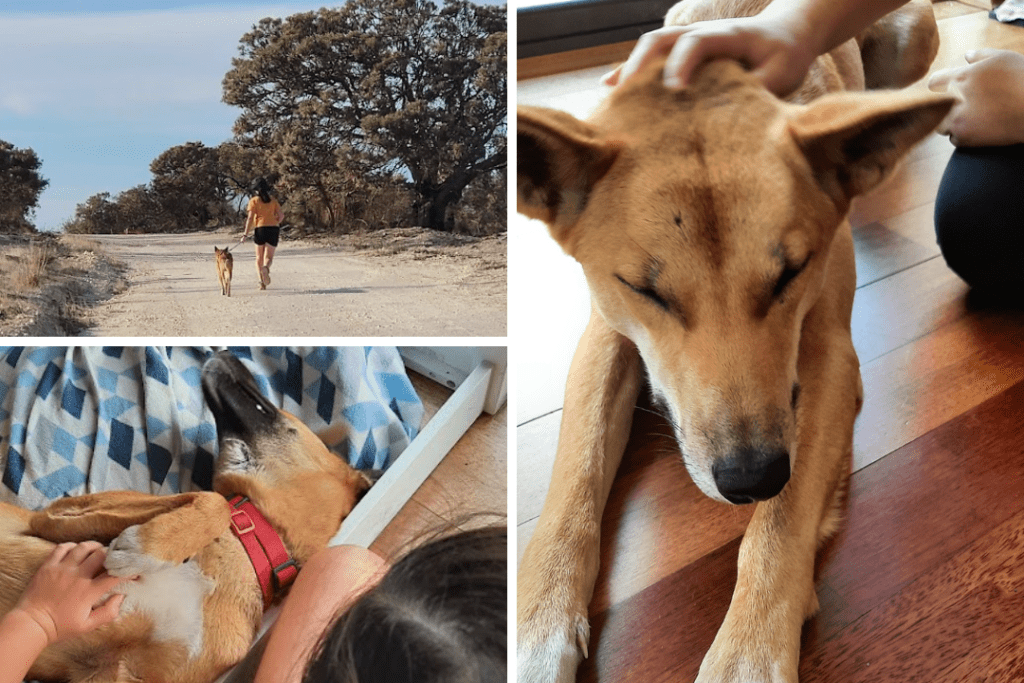 Three images. A child running with a dingo on a leash, they are running on a hard dirt track. A child rubbing a dingo's belly as it lays on its back. A child patting a dingo as it lays on its stomach.