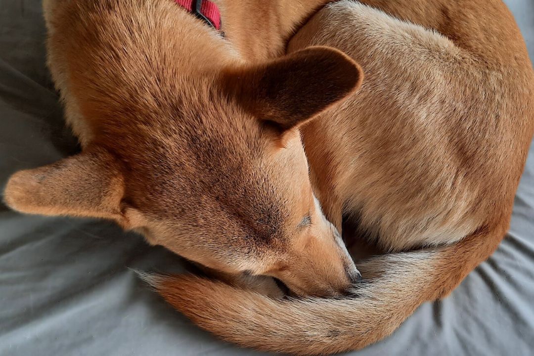 A dingo is asleep on a bed, curled up into a ball.