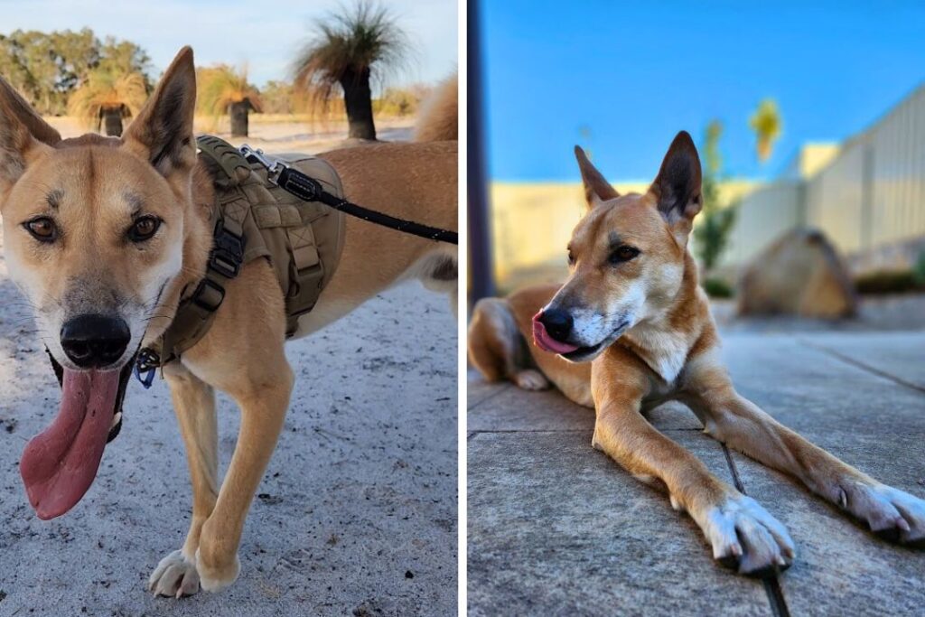 Two images. One image shows a dingo walking towards the camera with his tongue out; he is in a sandy field with grass trees in the background. The second image shows a dingo lying on paving in a backyard with high fences. The dingo is licking his lips and nose.