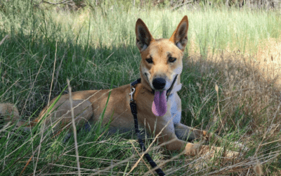 Dingo adoption: Where to adopt a dingo in Australia