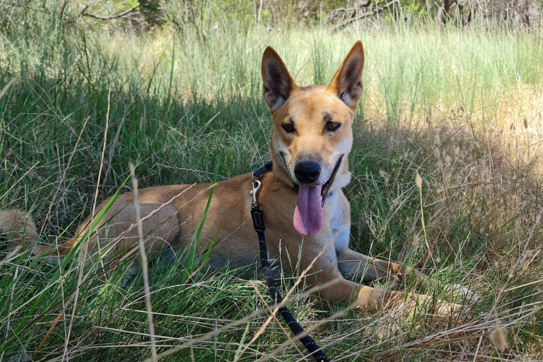 An Australian dingo lies in long grass. The dingo is wearing a leash, his tongue is out as he looks towards the camera.