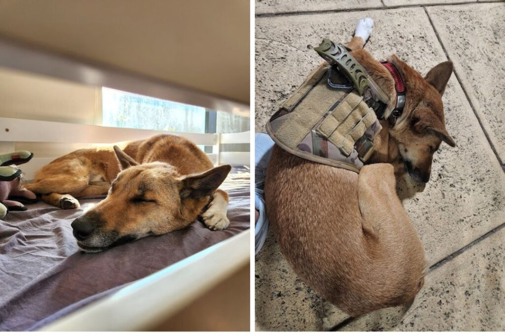 Two images. The first image is a dingo asleep on a bed in a house. The second image is a dingo asleep on paving, wearing a harness and collar.