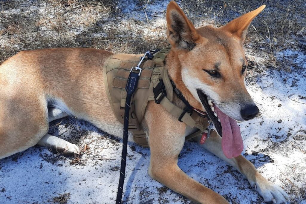 A dingo is lying on sand with his tongue out. He is wearing a harness and leash.