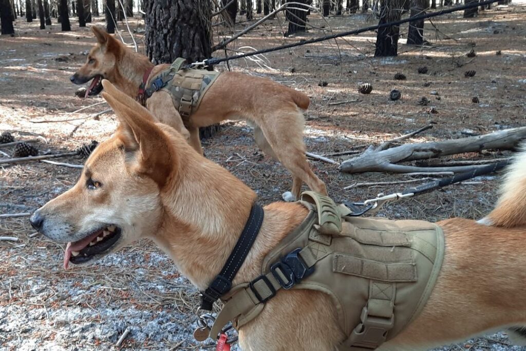 Two dingoes in a pine forest. The dingoes are wearing collars and harnesses attached to leashes. The dingoes are standing alert, looking at something in the distance. There are pinecones scattered on the ground and sunlight shining through the trees.