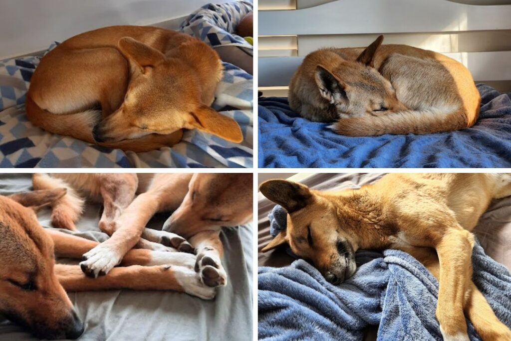 Four images of dingoes asleep inside a house. Two images show a dingo curled into a round shape. One image shows a dingo lying on its side. One image shows two dingoes asleep with their paws touching.