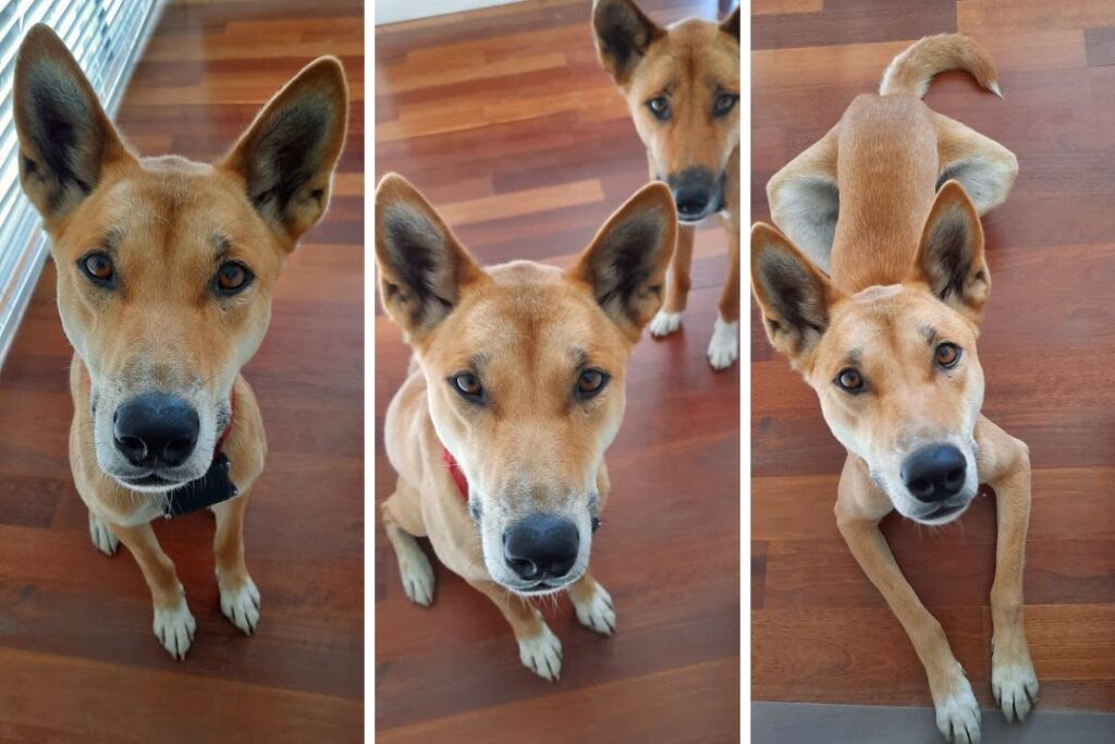 Three images. The first image shows a dingo sitting and looking at the camera. The second image shows two dingoes, the first is sitting looking at the camera and the other is standing looking at the camera. The third image is a dingo lying in the down position looking up at the camera.