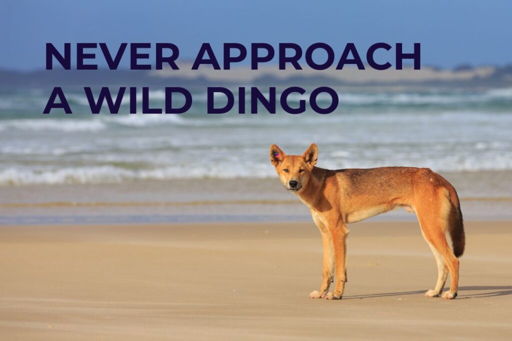 A wild dingo stands on a beach looking at the camera. The dingo has an ear tag.