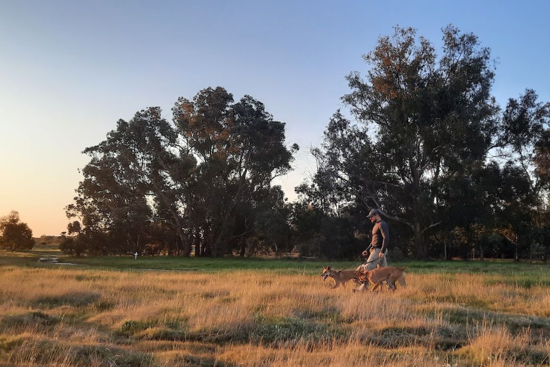 A man walking with two dingoes in a field. The sun is low, it is late afternoon.