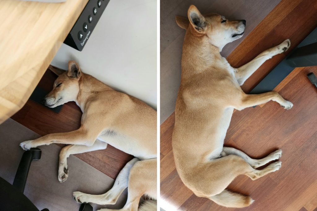 A dingo lying under an UpDown adjustable height desk.