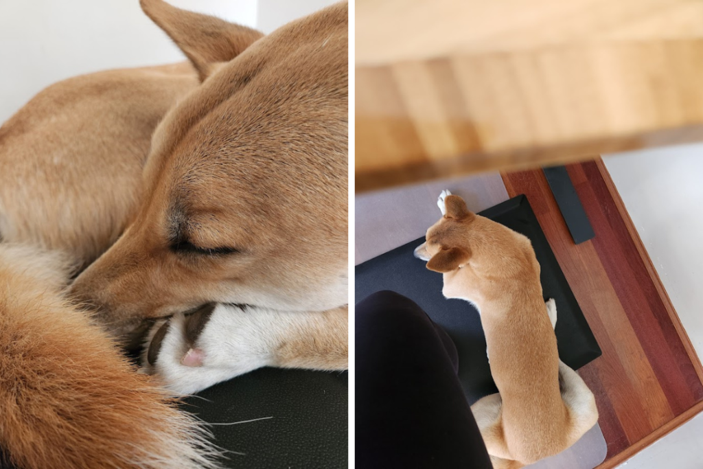 A dingo sleeping on an anti-fatigue mat under an UpDown height adjustable desk.