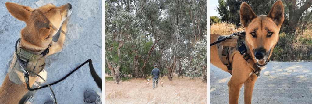 Three images. A dingo wearing a leash and harness lies on the ground resting. A man walking through long grass with two dingoes on leashes. A dingo wearing a harness and leash looking at the camera.