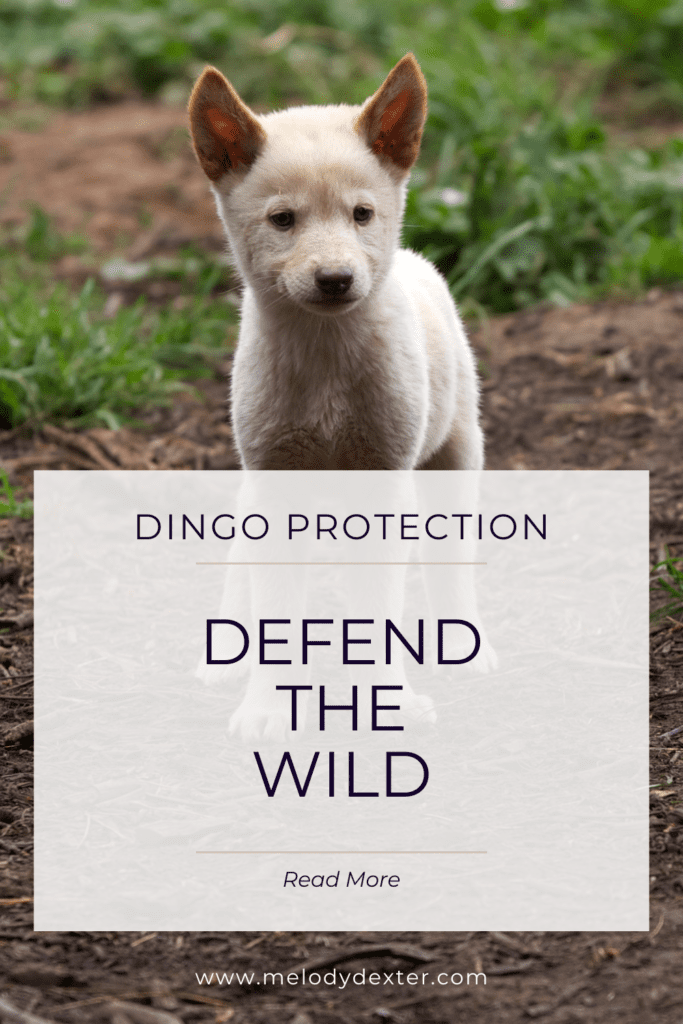 A white dingo pup stands on dirt and grass. Text on image "Dingo protection. Defend the Wild. Read More.".