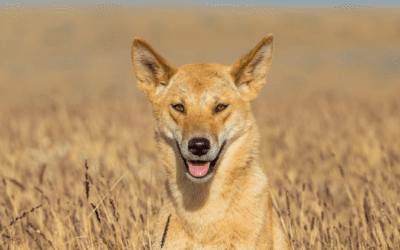 Brinkley Davies and Balu Blue protects dingoes in Ningaloo