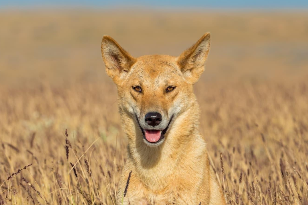 A wild dingo sits in long grass, looking at the camera. Its mouth is partially open and its tongue is visible.