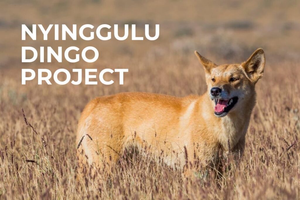 A wild, healthy dingo stands in a field of dry grass in the Ningaloo region. Image by Kate Wolny.