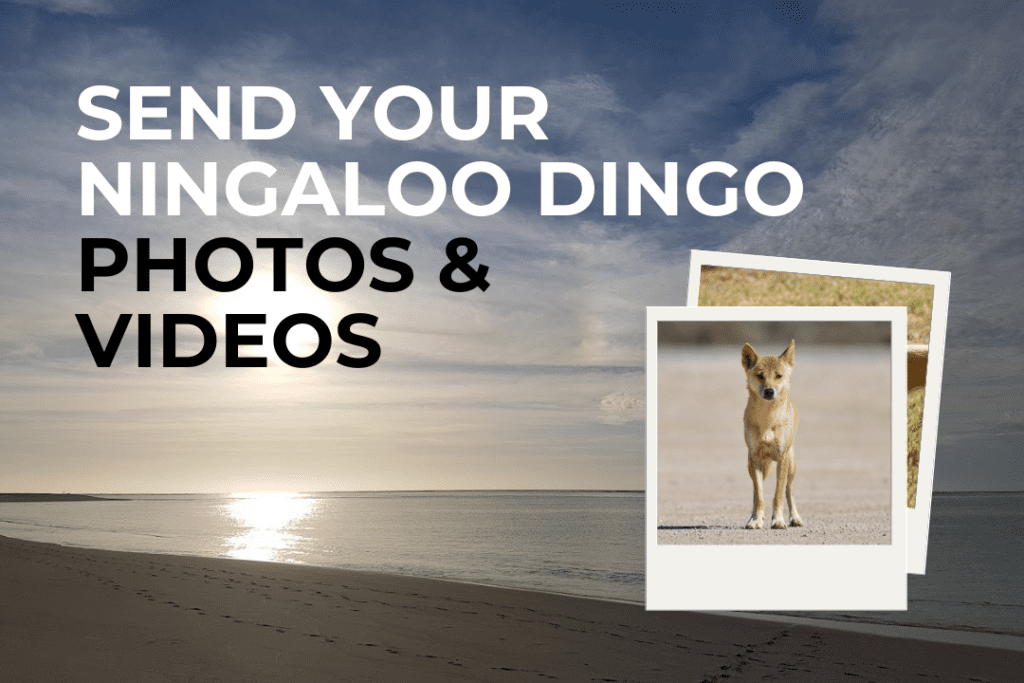 Background is an image of Turquoise Bay, a flat ocean with a slightly cloudy blue sky as the sun is low. A polaroid picture is layered on top, with a picture of a dingo on dry land. Text on image "Send your Ningaloo dingo photos and videos."