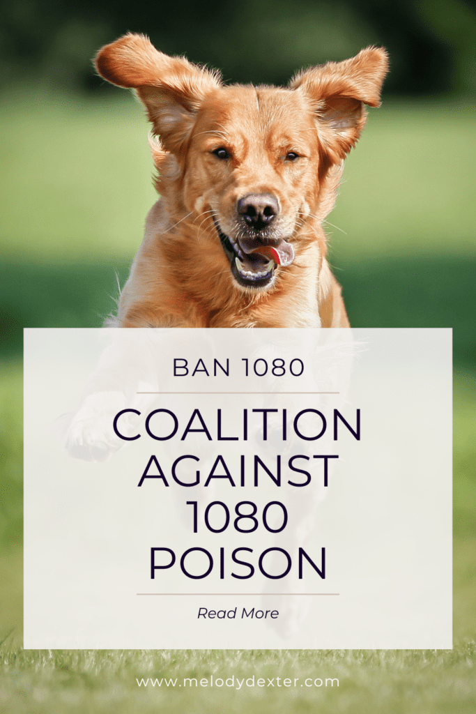 A dog runs on grass with its ears in the air and tongue hanging out. Text on image, "Ban 1080. Coalition Against 1080 Poison". Read more.