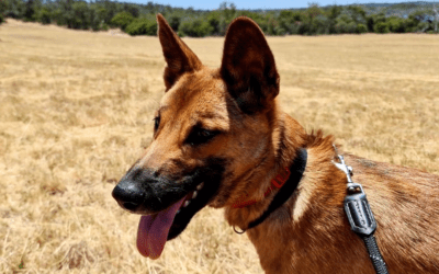 Dingo diet: What to feed your adopted dingo (Part 1)