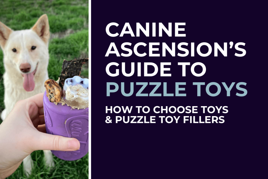 Allira, an Australian hybrid dingo sits looking at a hand holding an enrichment toy, which is filled with a variety of food. Text on image: Canine Ascension's guide to puzzle toys. How to choose toys and puzzle toy fillers.