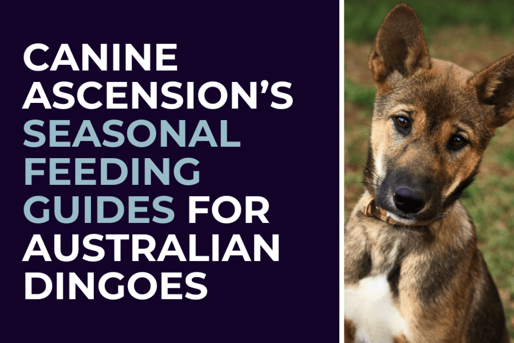 A young dingo (Tori) is sitting and looking at the camera. Text on image: Canine Ascension's seasonal feeding guides for Australian dingoes.