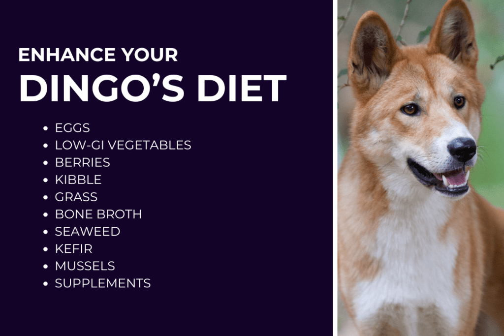 An Australian dingo stand with its mouth partially open. Text on image reads: Enhance your dingo's diet, with a list including eggs, low-gi vegetables, berries, kibble, grass, bone broth, seaweed, kefir, mussels, supplements.