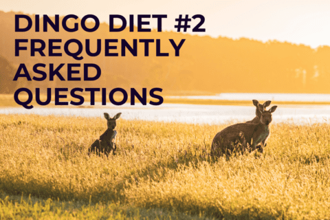 Dingo diet: What to feed your adopted dingo (Part 1) | Melody Dexter