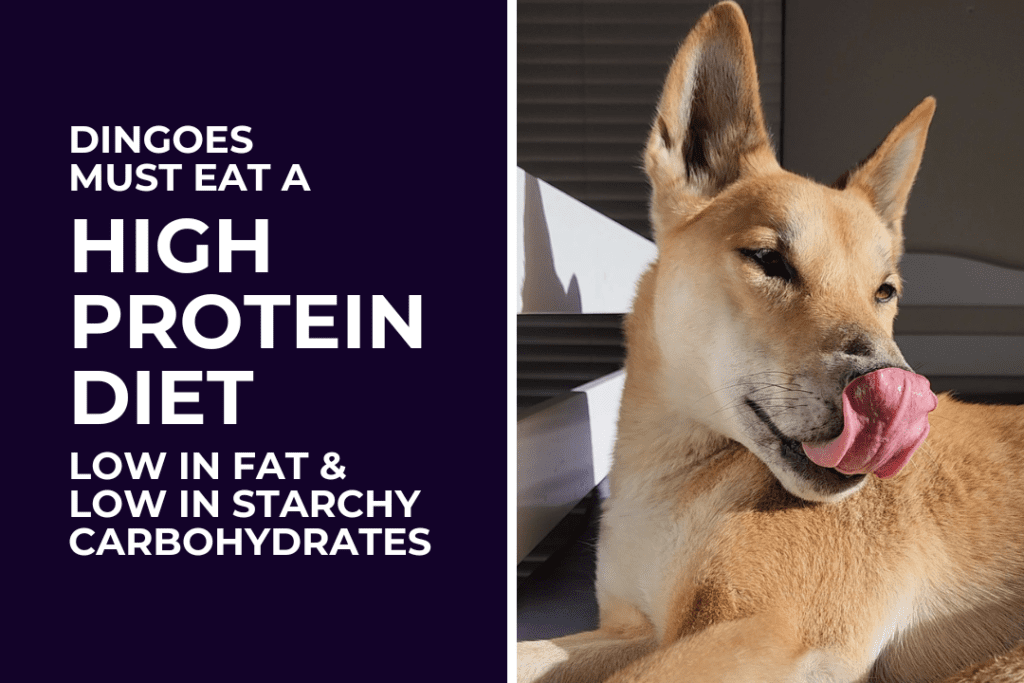 A yellow Australian dingo lies on a bed, basking in the sunshine and licking his nose. Text on image: Dingoes must eat a high protein diet, low in fat and starchy carbohydrates.