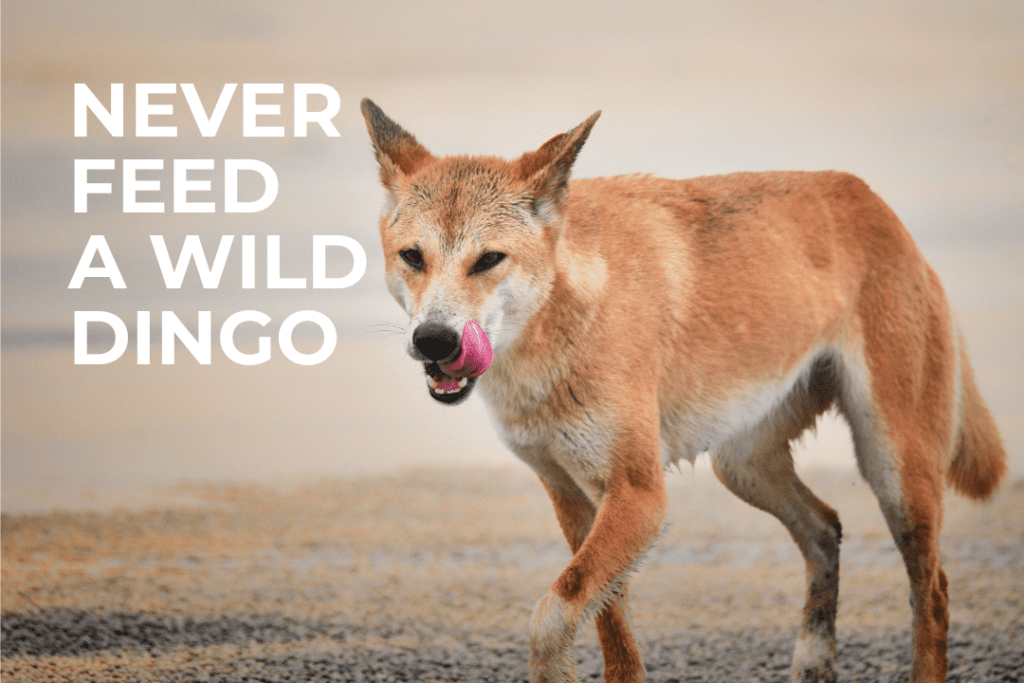 Dingo diet: What to feed your adopted dingo (Part 1) | Melody Dexter