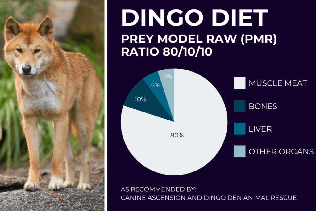 An Australian dingo stand on a boulder looking at the camera. Text on image: Dingo Diet, Prey Model Raw (PMR) Ratio 80/10/10. 80% muscle meat, 10% bones, 5% liver, 5% other organs. As recommended by Canine Ascension and Dingo Den Animal Rescue.