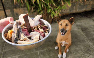 Dingo Diet: 10 frequently asked questions about dingo diets (Part 2)