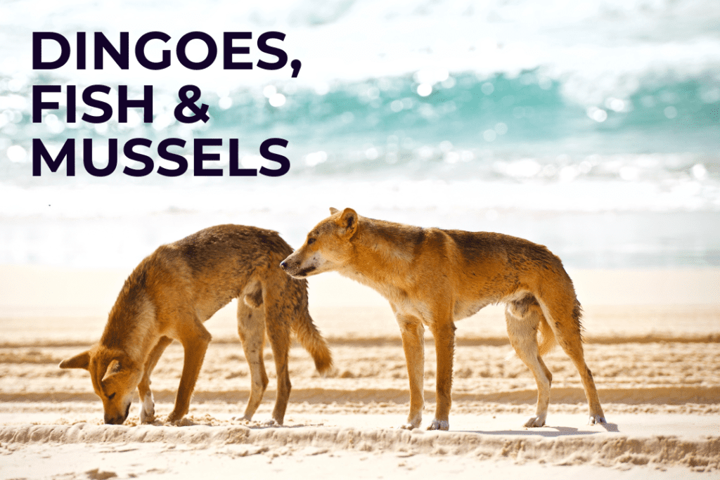 Two wild Australian dingoes on a beach searching for food. Text on image: dingoes, fish and mussels.