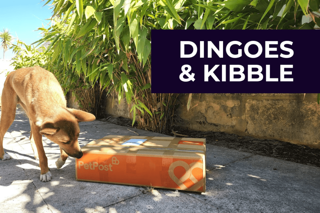 A young Australian dingo tentatively sniffs a large flat box from Pet Post. Text on image: Dingoes and kibble.