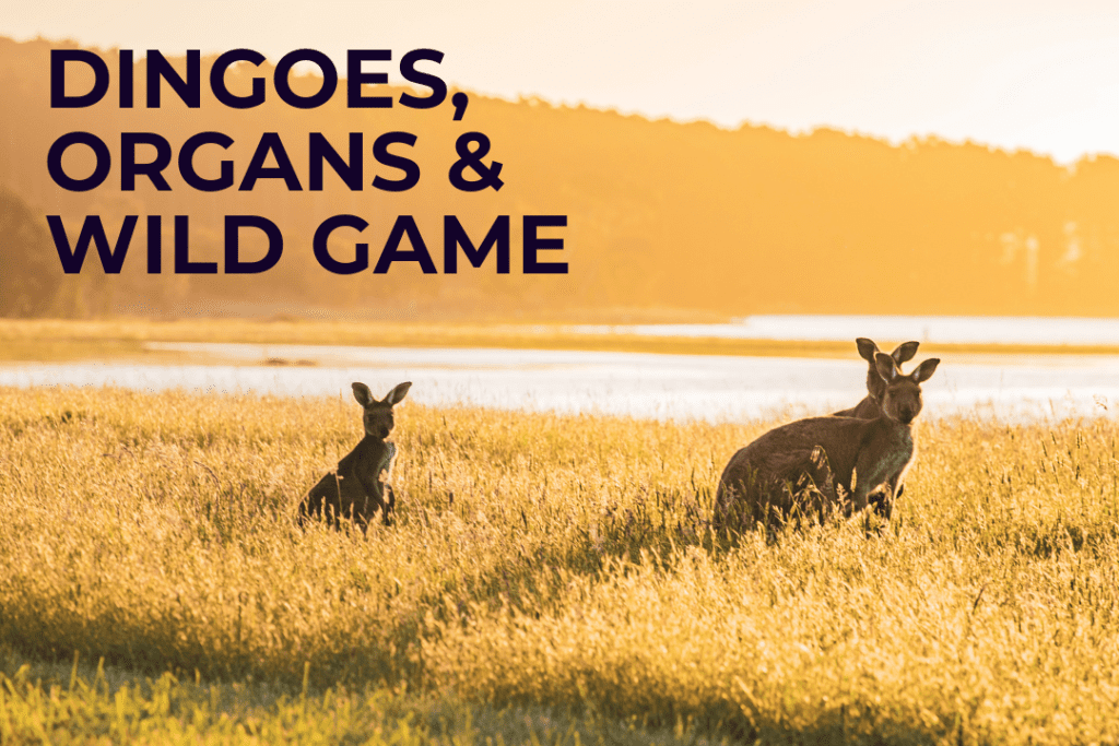 Three wild kangaroos on grass with water behind them. The sun is setting. Text on image: dingoes, organs and wild game.