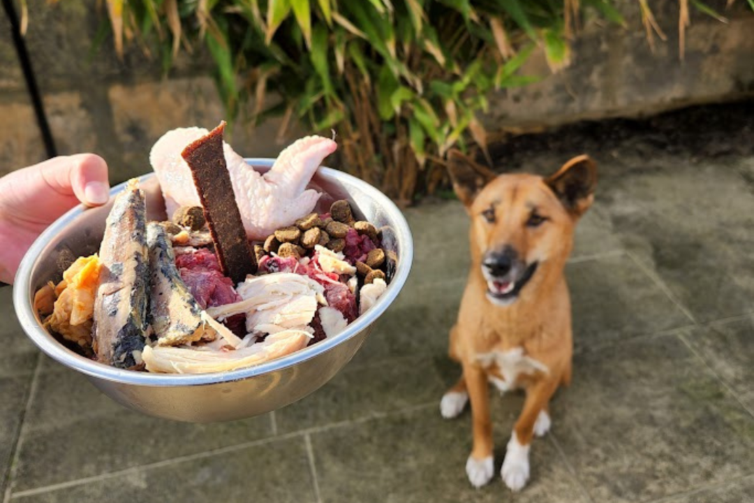 A young Australian dingo sits looking up at a bowl of food which includes raw kangaroo, chicken, sardines and dried meat.