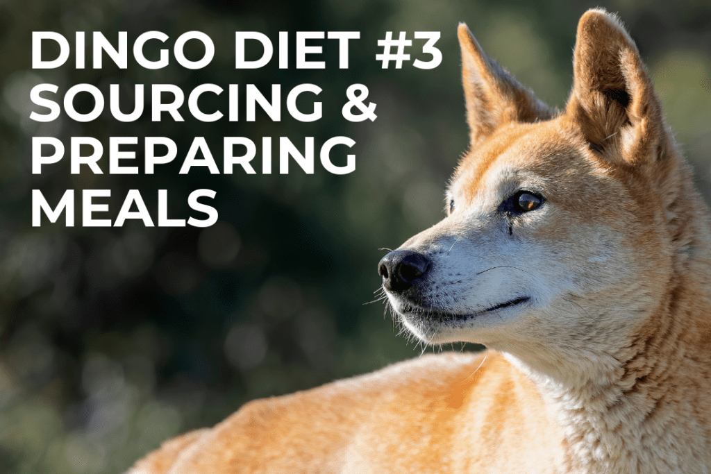 An Australian dingo stands looking towards the sun. Text on image: Dingo diet #2, sourcing and preparing meals