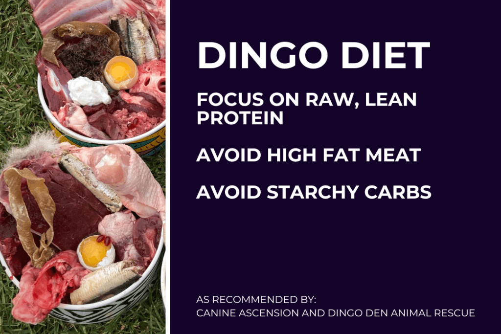 Two bowls filled with a variety of raw meat including kangaroo, sardines, eggs, tripe and more. Text on image: Dingo diet: focus on raw, lean protein. Avoid high fat meat. Avoid starchy carbs. As recommended by Canine Ascension and Dingo Den Animal Rescue.