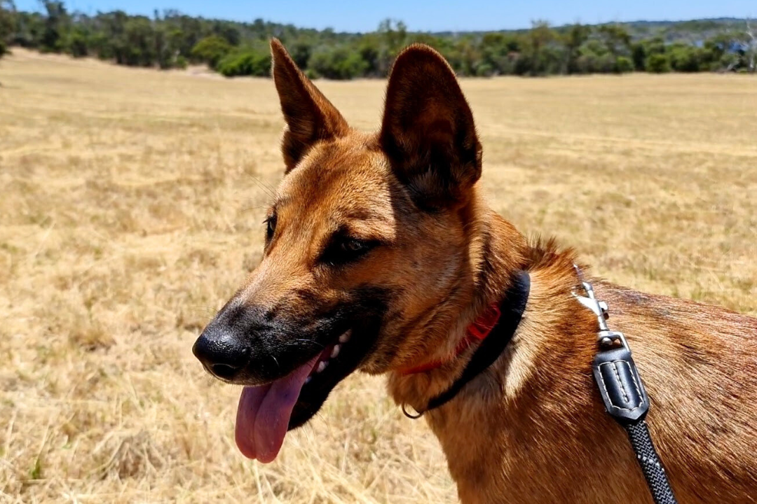 A ginger Australian dingo stands in a field of dry grass, his face turned towards the camera with his tongue hanging out.